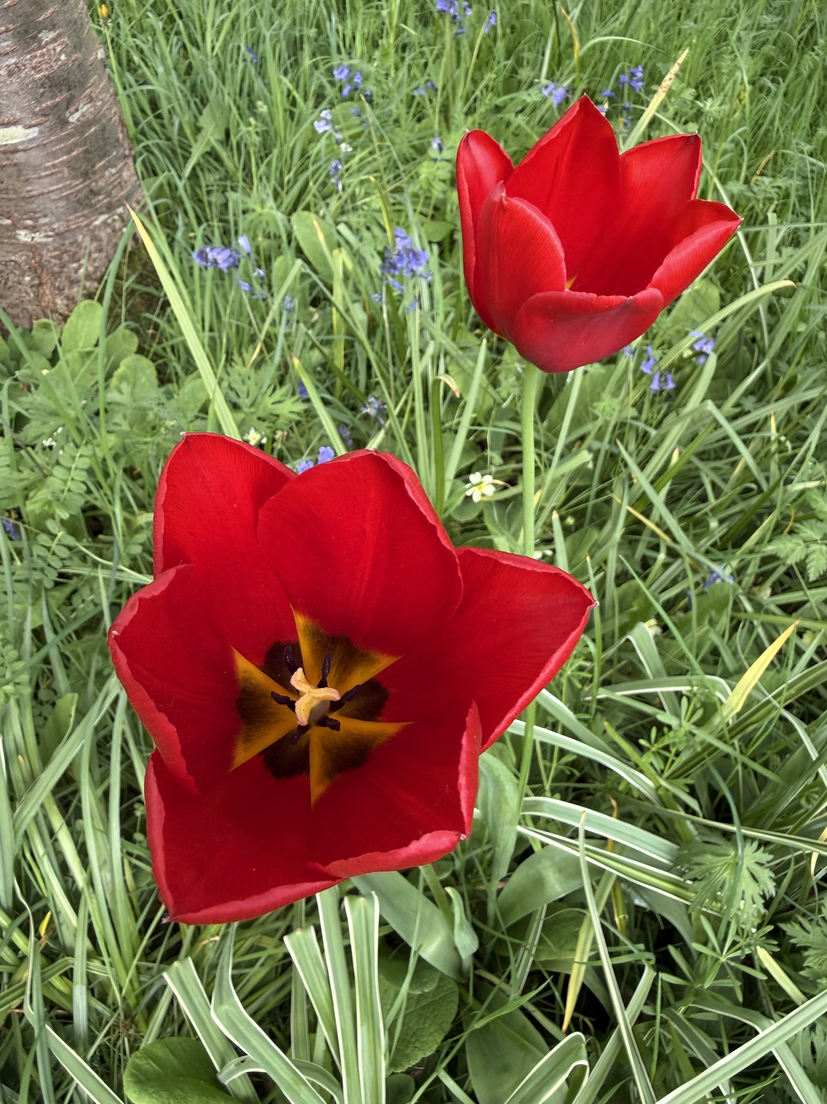 Red Tulip At Arundel Castle.